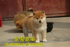 纯种日系柴犬出售 赛系柴犬价格 专业繁殖柴犬基地直销