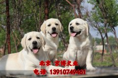 拉布拉多犬出售 赛系拉布拉多价格 保健康纯种