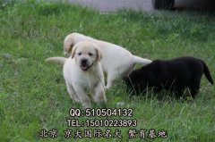赛级拉布拉多犬 三个月拉布拉多幼犬出售 京大犬业拉布拉多犬舍