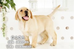 赛级拉布拉多犬 三个月拉布拉多幼犬出售 京大犬业拉布拉多犬舍