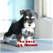 三个月雪纳瑞幼犬出售 雪纳瑞图片 雪纳瑞犬舍