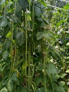 济南绿满意豆角种子 能长到一米高产抗病蔬菜种子新品种